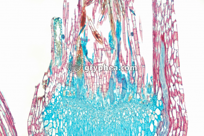 Mnium (mousse) - organes femelles ou archégones x 15 - gryphea.com